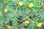 Tribulus Terrestris P.E.